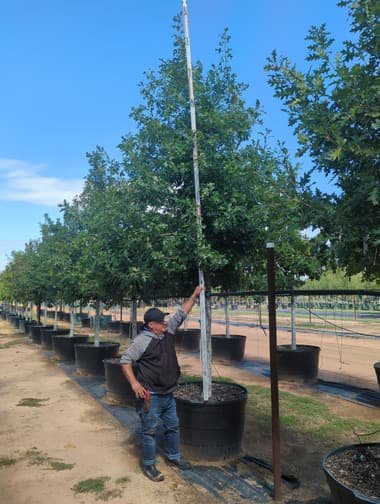A member of the farm crew holding a measuring pole against a mature container-grown oak to check its height