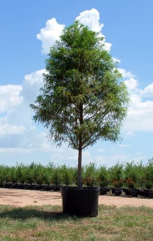 Bald Cypress grown in a container at Top Notch Tree Farm