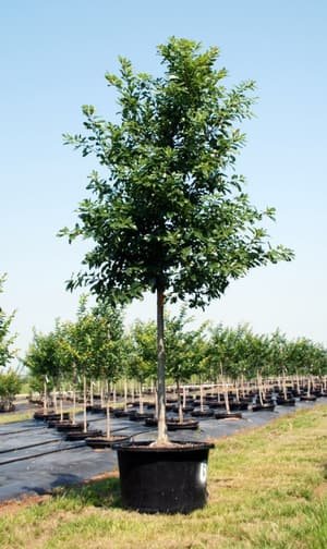 Chinkapin Oak grown in a container at Top Notch Tree Farm