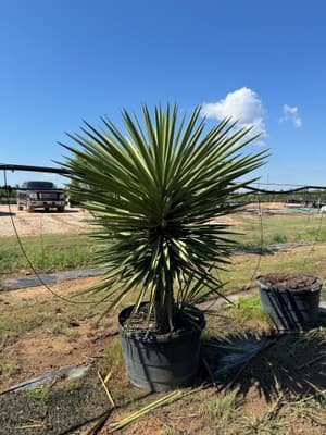 Spanish Dagger grown in a container at Top Notch Tree Farm