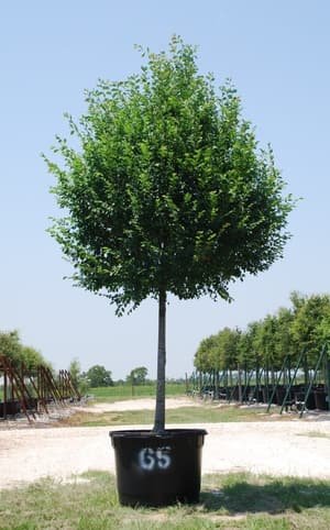 Lacebark Elm grown in a container at Top Notch Tree Farm