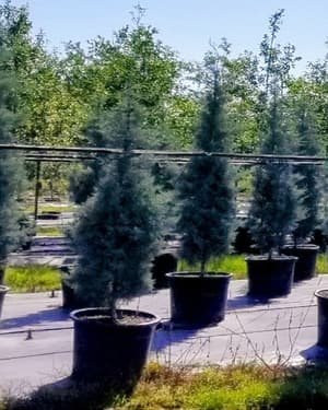 Arizona Cypress 'Blue Ice' grown in a container at Top Notch Tree Farm