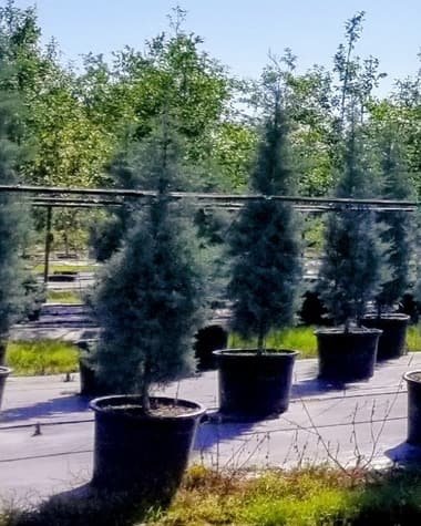 Arizona Cypress 'Blue Ice' grown in a container at Top Notch Tree Farm