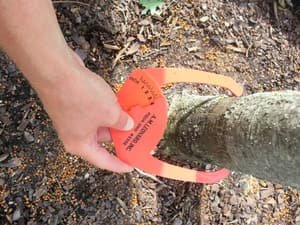 A caliper gauge and an orange tag on the trunk of a container-grown tree