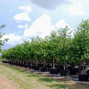 Rows of container-grown trees along a mowed grass aisle at the farm