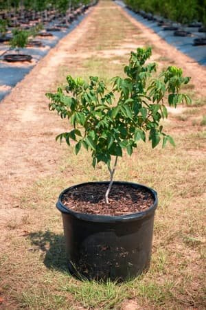 Mexican Buckeye grown in a container at Top Notch Tree Farm