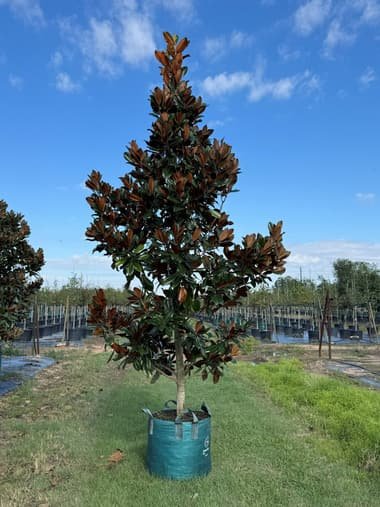 Southern Magnolia 'D.D. Blanchard' grown in a container at Top Notch Tree Farm