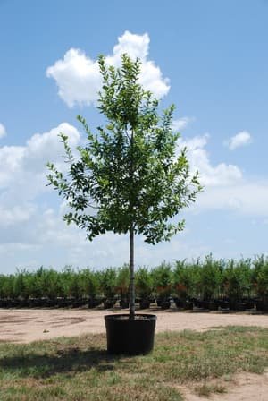 Mexican White Oak grown in a container at Top Notch Tree Farm