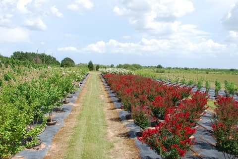 Rows of crape myrtles in red, pink and white bloom either side of a mowed grass aisle at the farm