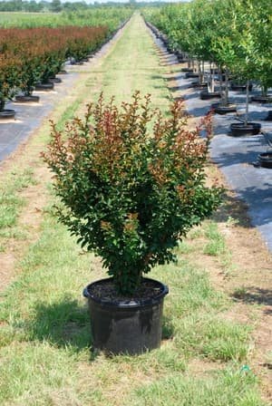 Crape Myrtle 'Red Rocket' grown in a container at Top Notch Tree Farm
