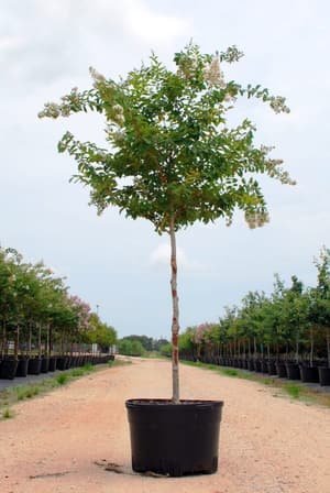 Crape Myrtle 'Natchez' grown in a container at Top Notch Tree Farm