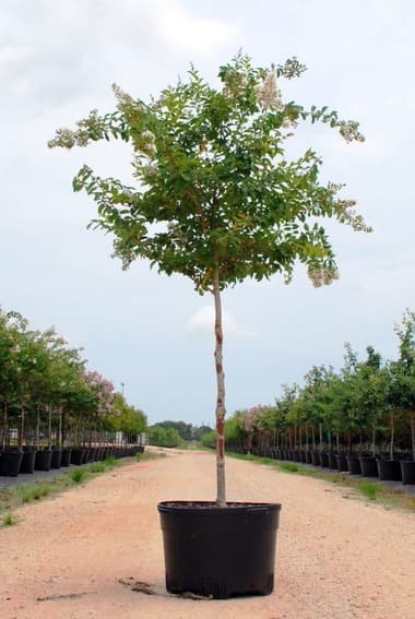 Crape Myrtle 'Natchez' grown in a container at Top Notch Tree Farm