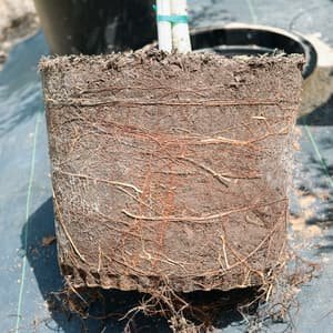 The root ball of a container-grown tree lifted out of its pot, with roots running through the whole ball