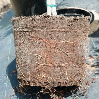 The root ball of a container-grown tree lifted out of its pot, roots running through the whole ball and out to the edge