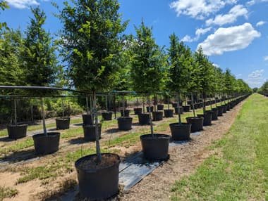 Trees in black containers standing on strips of weed fabric in wide rows, each pot fed by its own drip line
