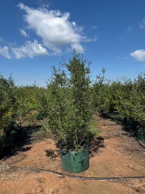 Yaupon Holly 'Pride of Houston' grown in a container at Top Notch Tree Farm