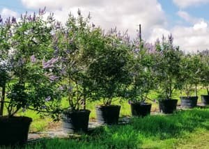 Vitex 'Shoal Creek' grown in a container at Top Notch Tree Farm