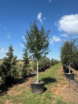Texas Live Oak 'Joan Lionetti' grown in a container at Top Notch Tree Farm