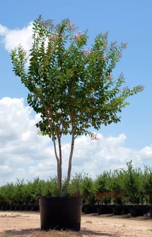 Crape Myrtle 'Muskogee' grown in a container at Top Notch Tree Farm