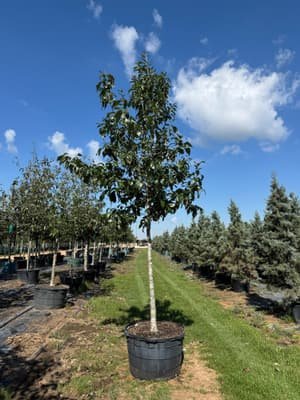 Chinkapin Oak grown in a container at Top Notch Tree Farm