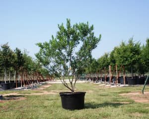 Desert Willow 'Sweet Bubba' grown in a container at Top Notch Tree Farm