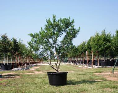 Desert Willow 'Sweet Bubba' grown in a container at Top Notch Tree Farm