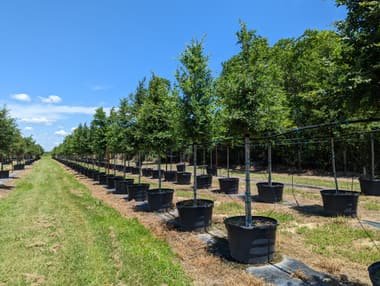 Long rows of container-grown trees under an open sky