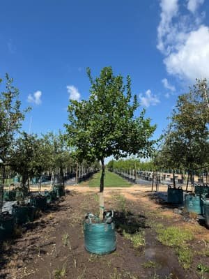 Anacua grown in a container at Top Notch Tree Farm