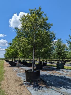A large container-grown shade tree with a full canopy, rows of other trees behind it