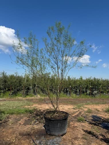 Palo Verde 'Desert Museum' grown in a container at Top Notch Tree Farm