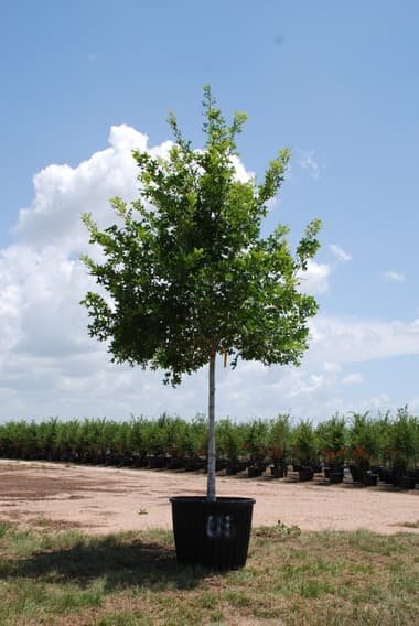 Shumard Red Oak grown in a container at Top Notch Tree Farm