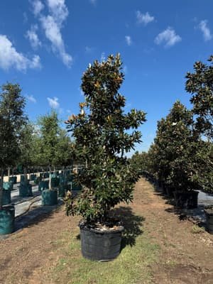 Southern Magnolia 'Little Gem' grown in a container at Top Notch Tree Farm