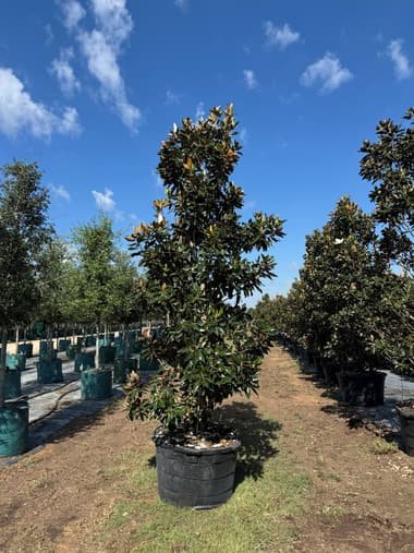 Southern Magnolia 'Little Gem' grown in a container at Top Notch Tree Farm