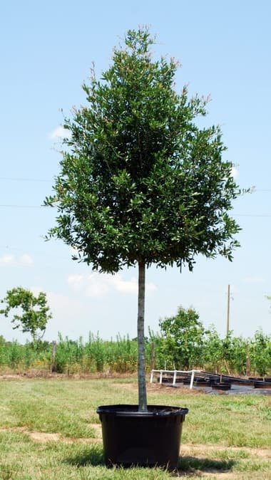 Live Oak grown in a container at Top Notch Tree Farm