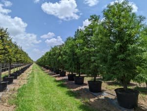 A mowed grass aisle between rows of container-grown trees, wide enough for a truck