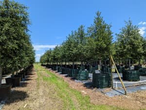 Large container-grown Live Oaks along a row on the farm