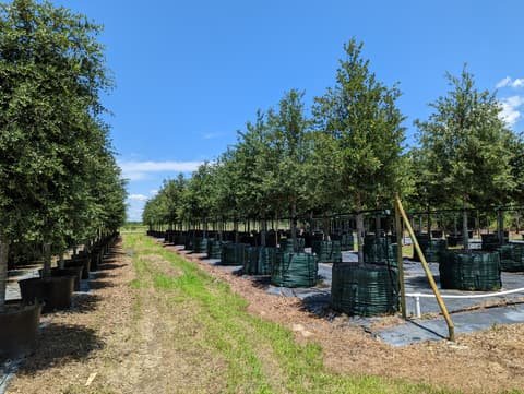 Large container-grown Live Oaks with full canopies along a row at Top Notch Tree Farm on a bright day