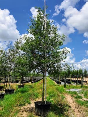 Sierra Red Oak grown in a container at Top Notch Tree Farm