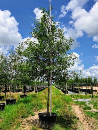 Sierra Red Oak grown in a container at Top Notch Tree Farm