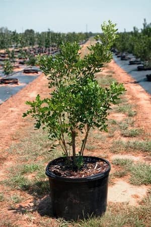 Texas Mountain Laurel grown in a container at Top Notch Tree Farm