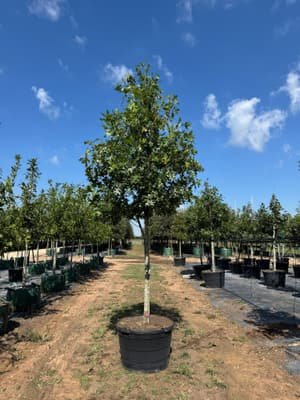 Texas Red Oak grown in a container at Top Notch Tree Farm