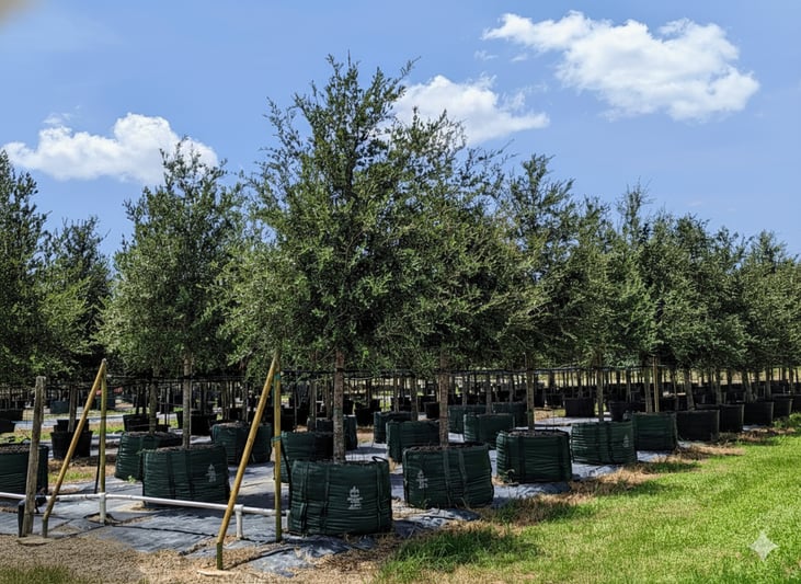 Gemini_Generated_Image_linkedin-1