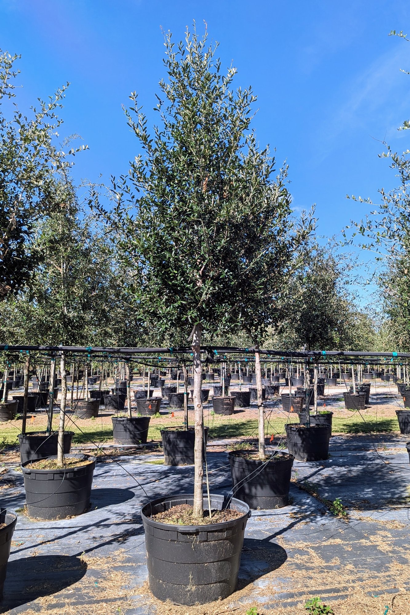 Live Oak 045 Live Oak 045