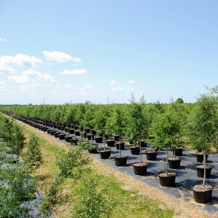Tree Farm Crop 20251