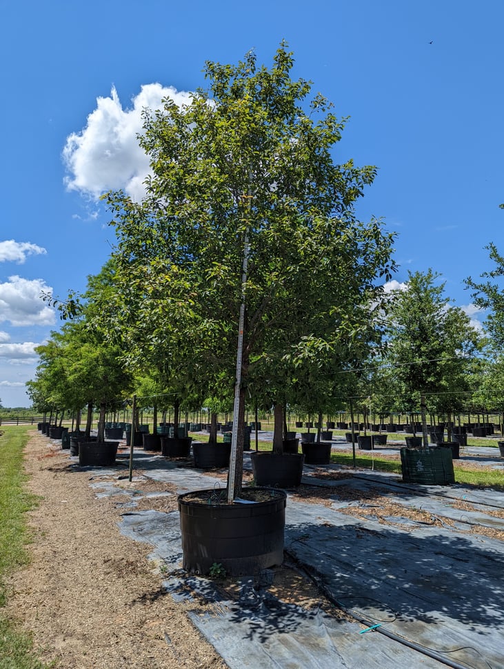 Tree Farm Tree 20257